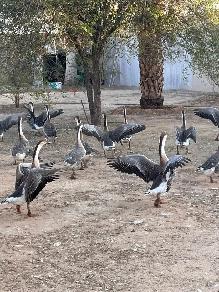 وز عراقي منتج 2