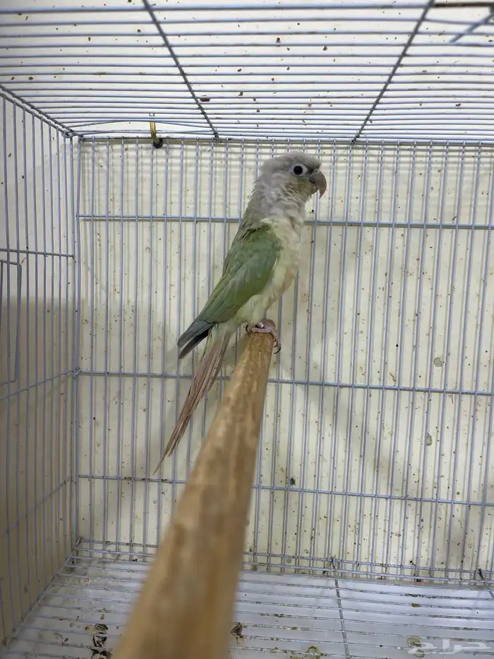 انثى كنيور منت نعناع منتجة تم البيع 1