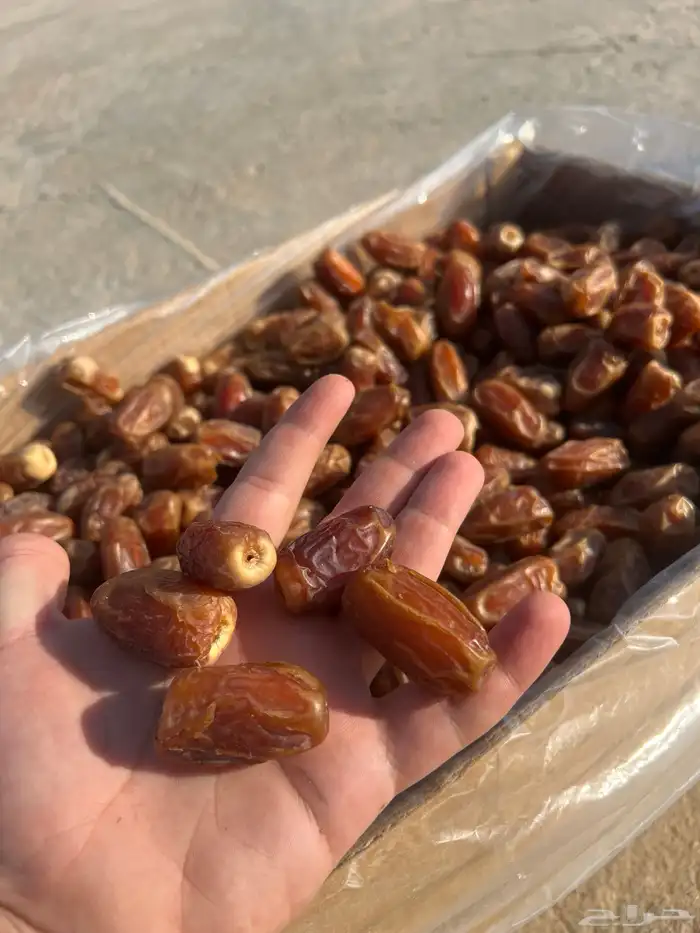 تمر صقعي 2