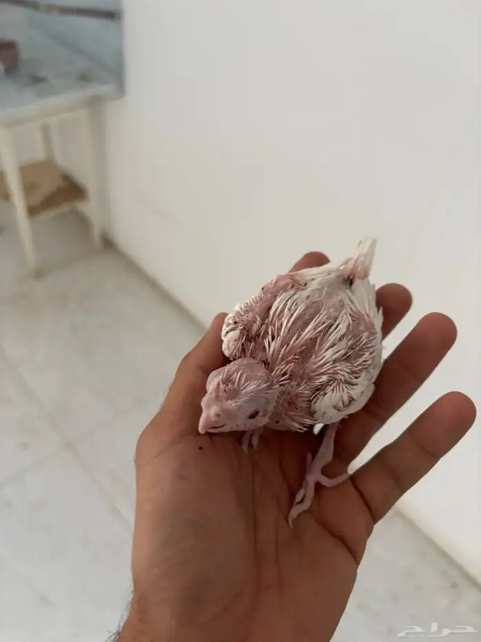 فرخ كروان للبيع 1