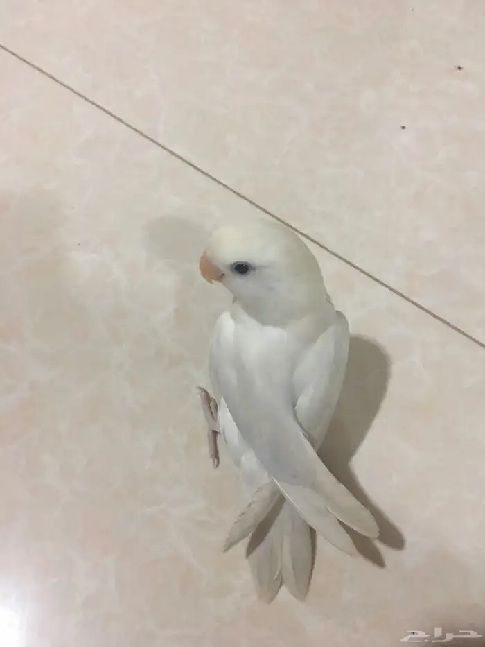 طير روز(تم البيع) 1