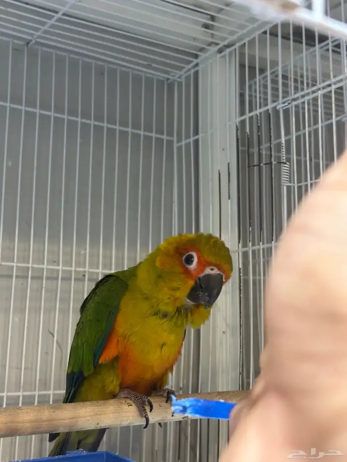 صن كنيور اليف جده - صحه على الشرط 1