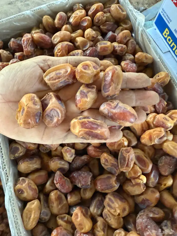 تمر للبيع 3