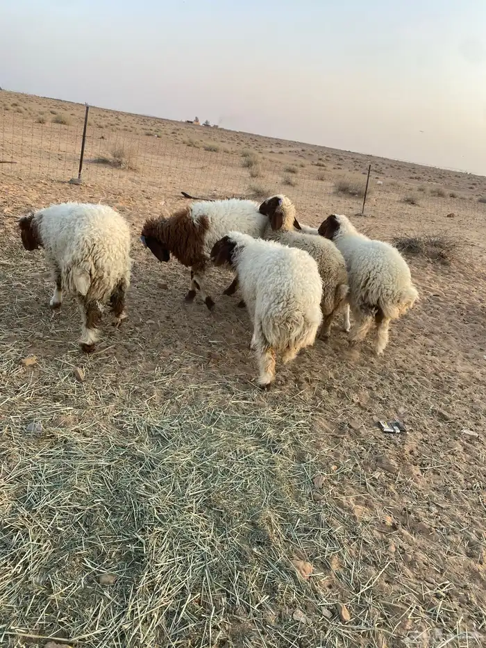 بهم نعيم هرافي 4