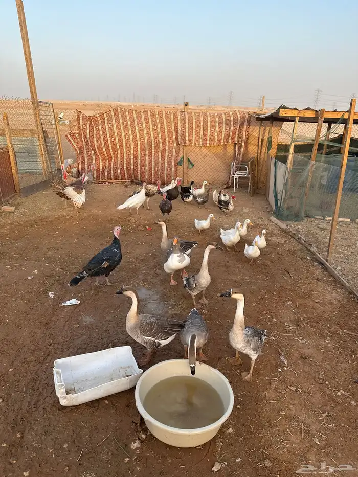 مفرق رماح 4