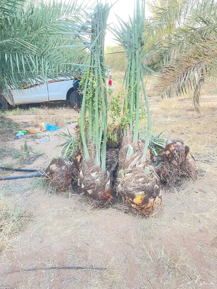 نخل للبيع 6