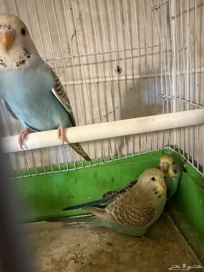 فروخ إنجليزي 8