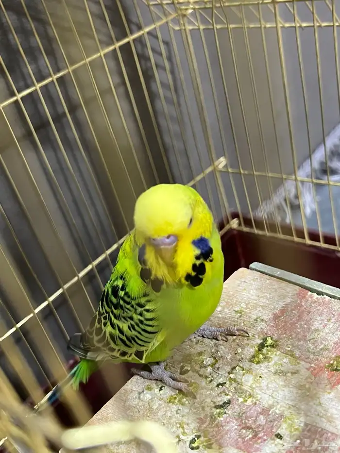 جوز بادجي( تم البيع) 1