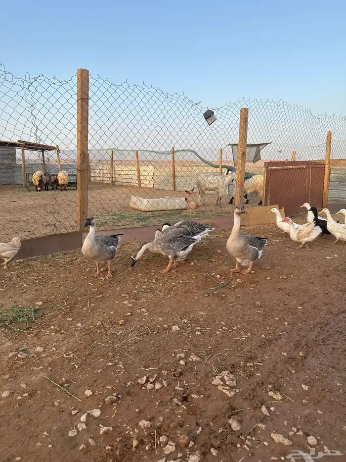 مفرق رماح 5
