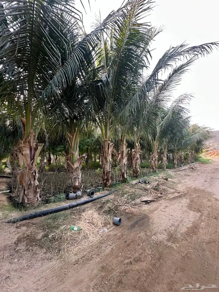 نخيل جوز الهند 4