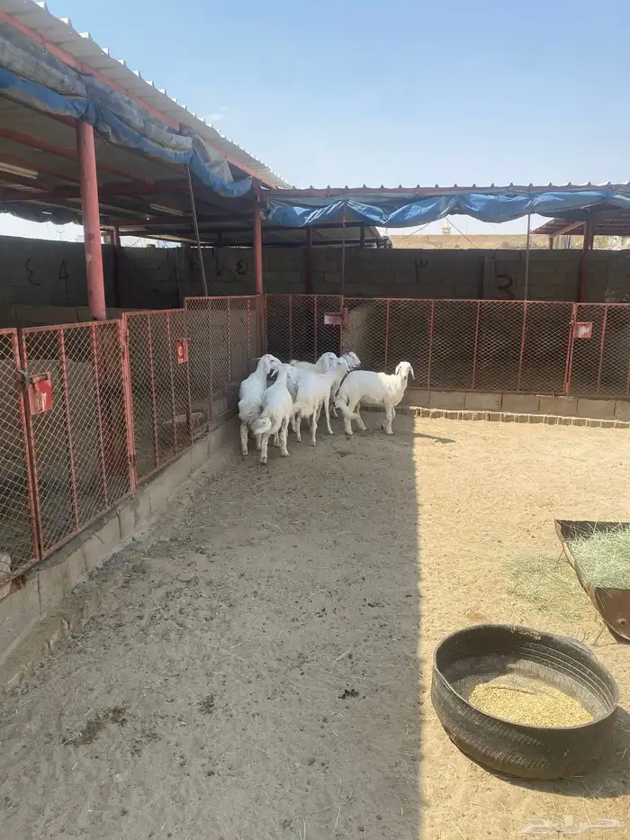 طليان وتيوس للبيع 2