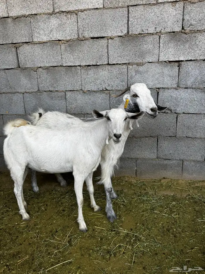 معزا 4