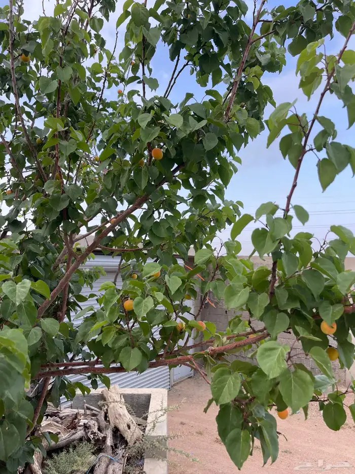 استراحة بضيافة خاصه ومزرعة في الحمرة ظهران الجنوب 34