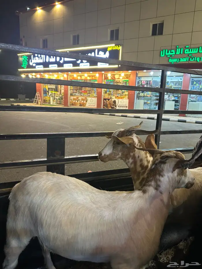 جفار شحم سنها ثني 7