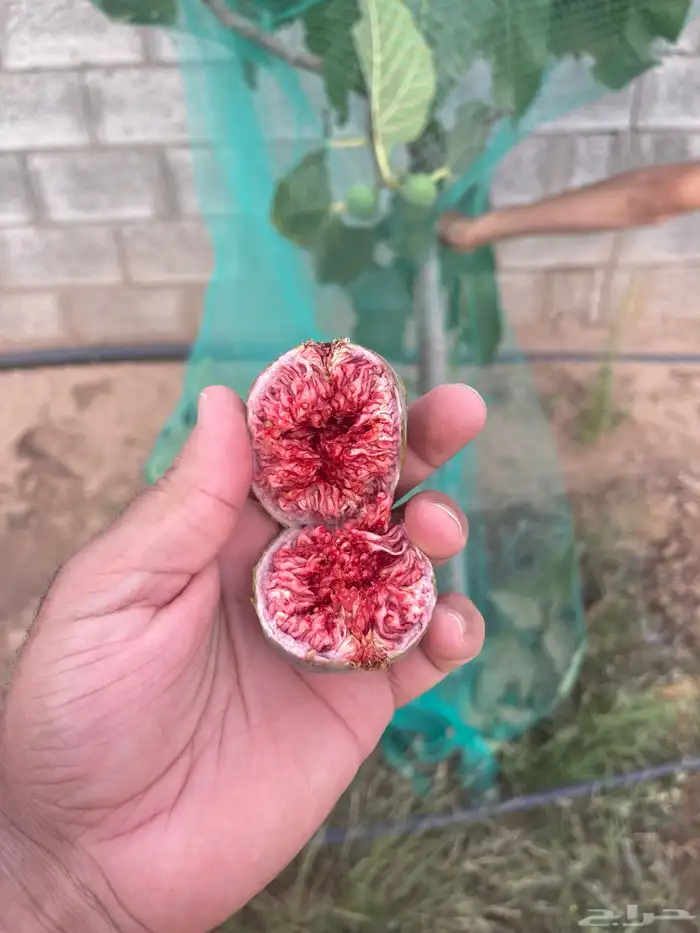 استراحة بضيافة خاصه ومزرعة في الحمرة ظهران الجنوب 46