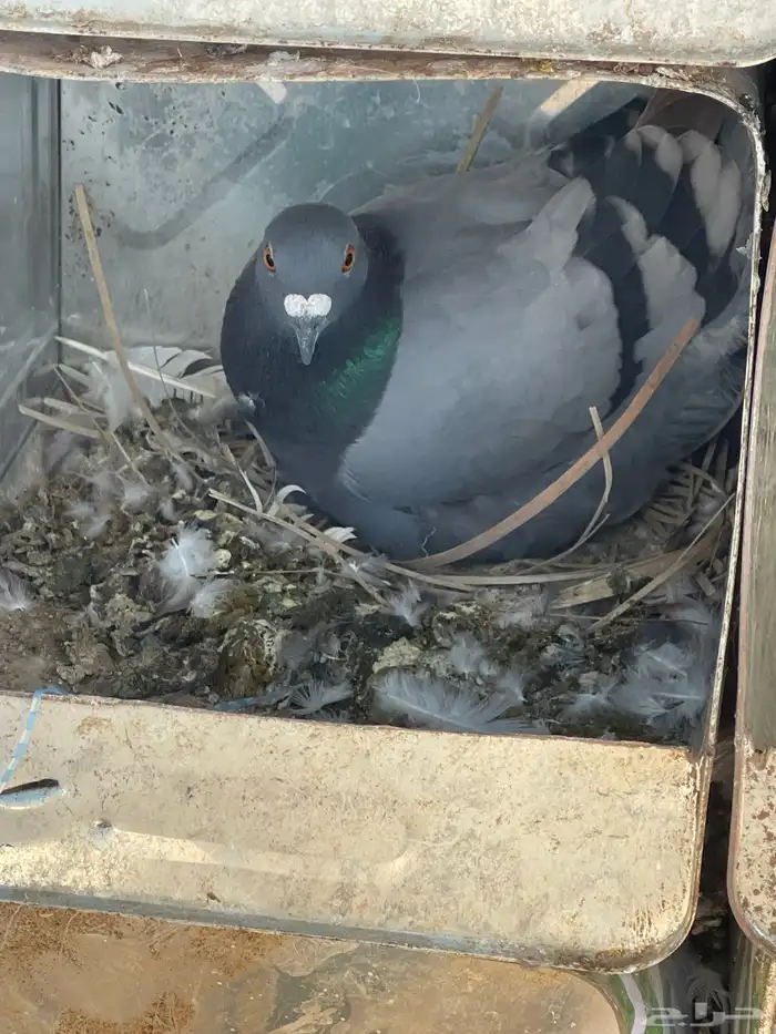 حمام منوع على 10 3