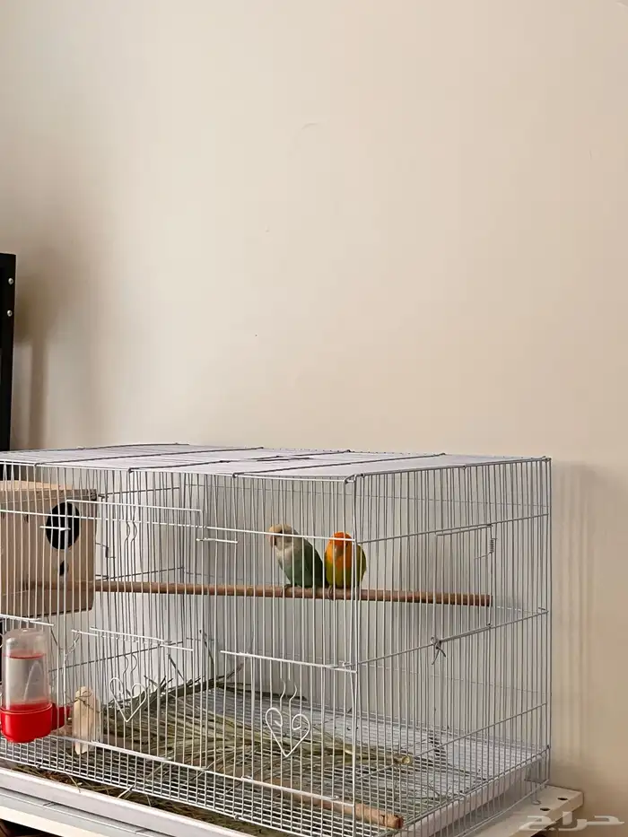 جوز روز منتج 1