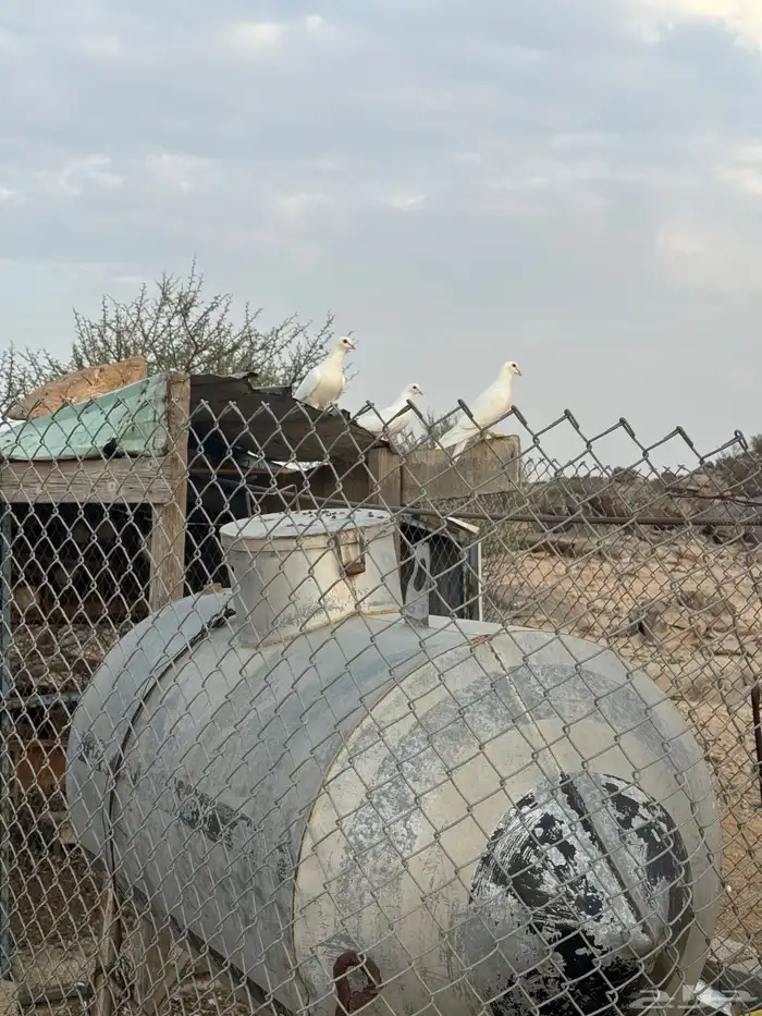حمام للبيع 1