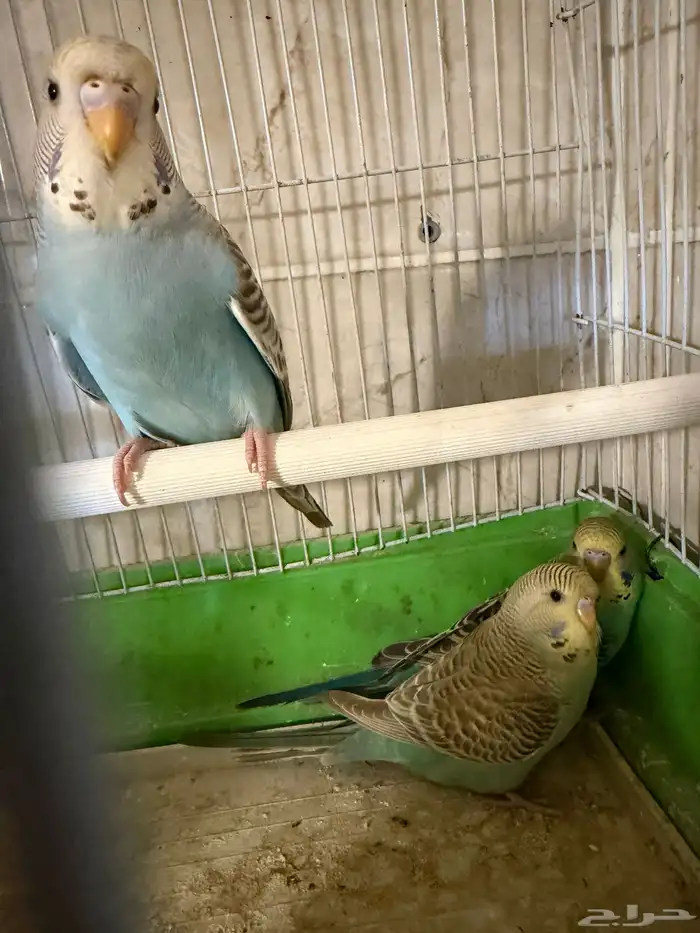 فروخ إنجليزي 9