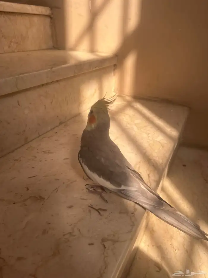 ببغا كروان للبيع 4