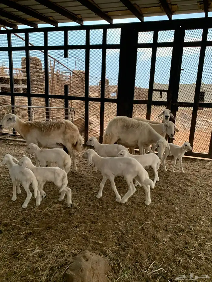 تم البيع غنم ضان حري 0