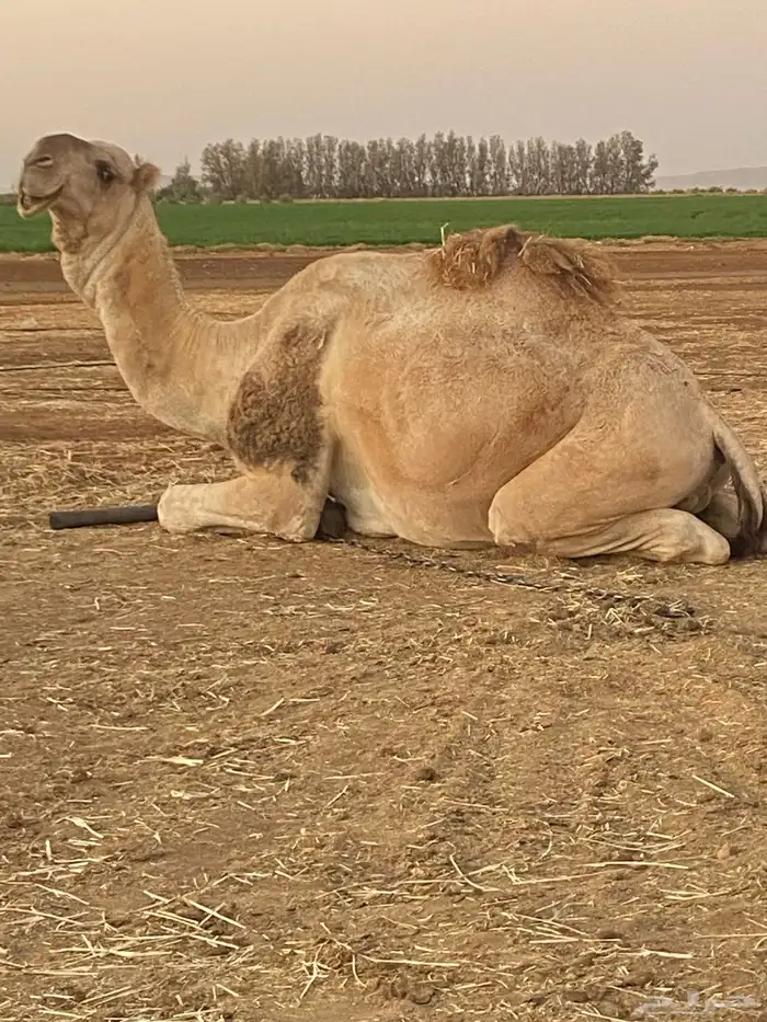 فحل اشقح 0