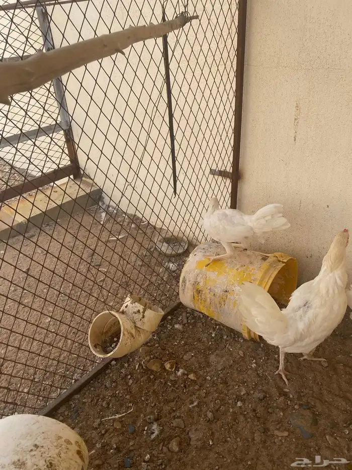 4 دجاج ابيض خالي من الامراض 1