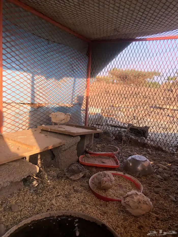 سمان للبيع 1