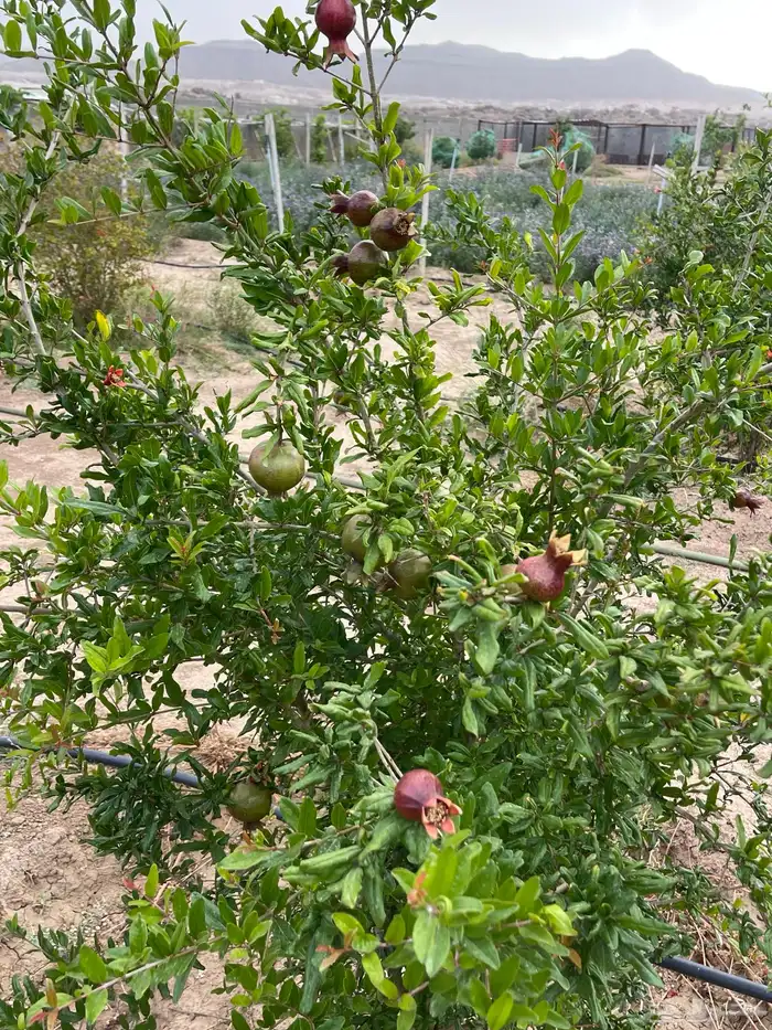 استراحة بضيافة خاصه ومزرعة في الحمرة ظهران الجنوب 28