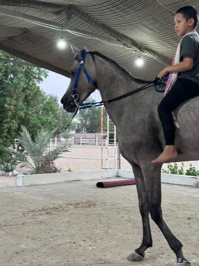 فرسةمع مهرة 2