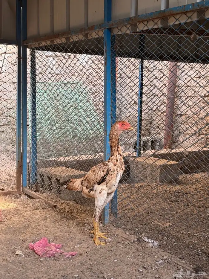 دجاج شامو يباني 1