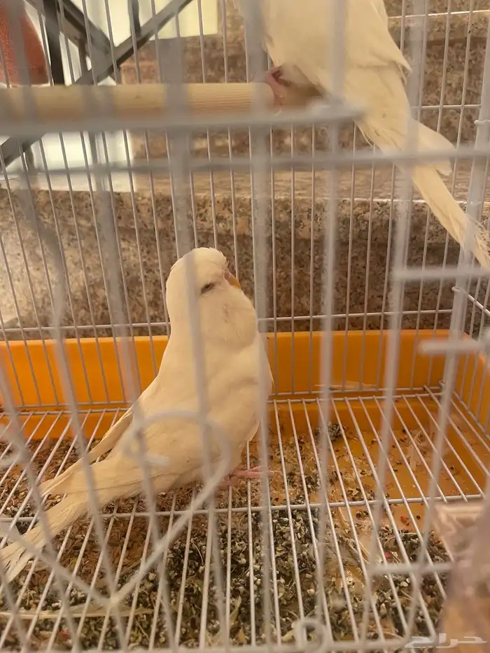 عصافير حب بادجي انجليزي سوبر جامبو 2
