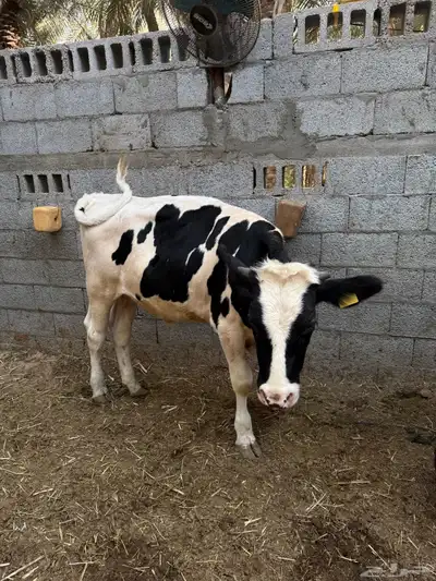 العمر  11 شهر index