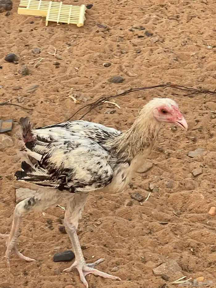 صوص فارسي 3