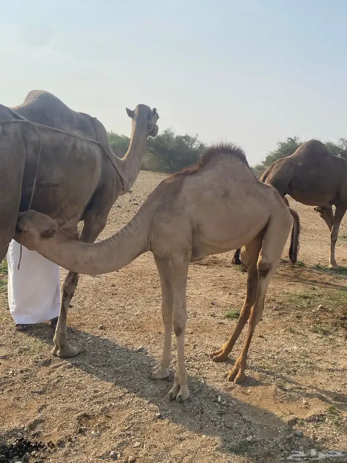 قعدان بلدي كفوو 1