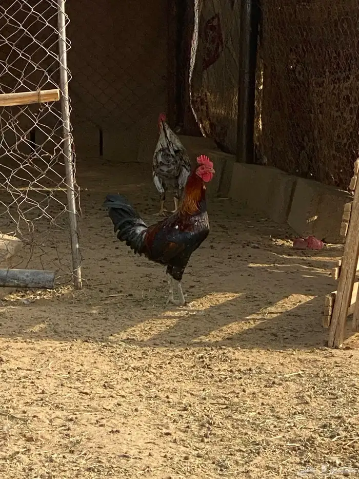 ديكه 1