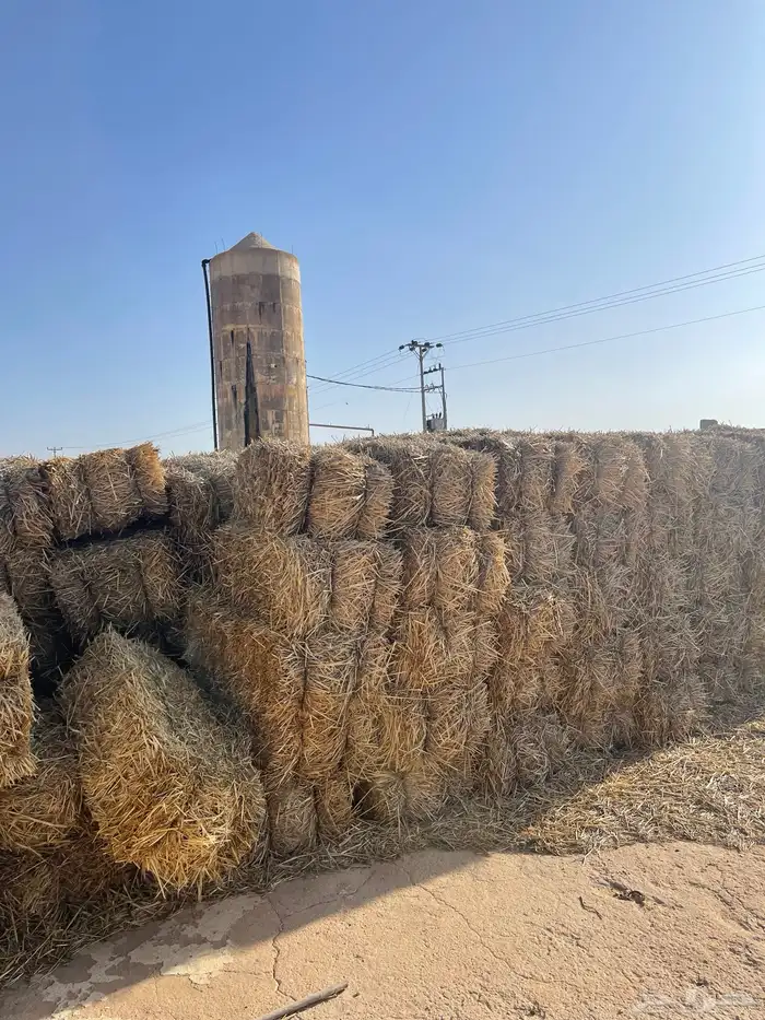 تبن شعير حويل 2