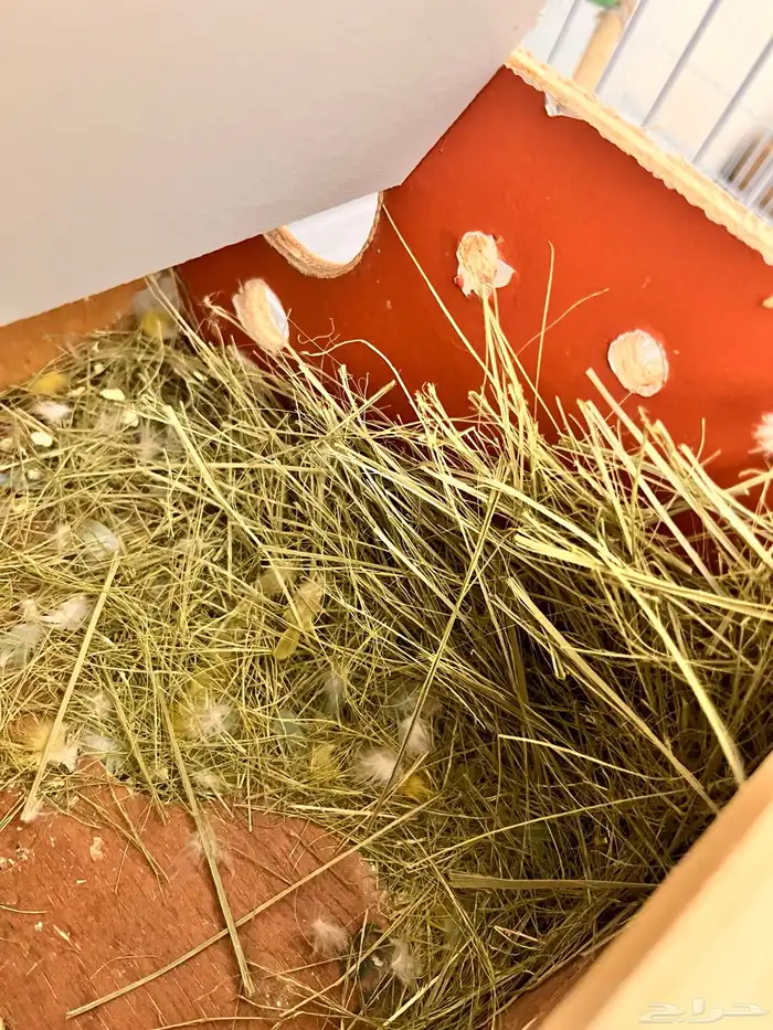 جوز روز منتج 0