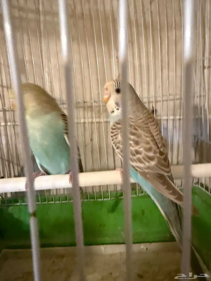 فروخ إنجليزي 0