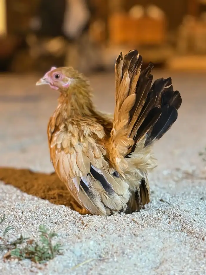 دجاج 11