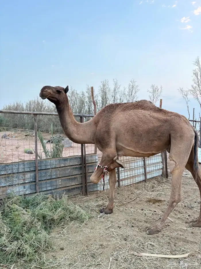 ناقه ضريبه كفو للبيع 3