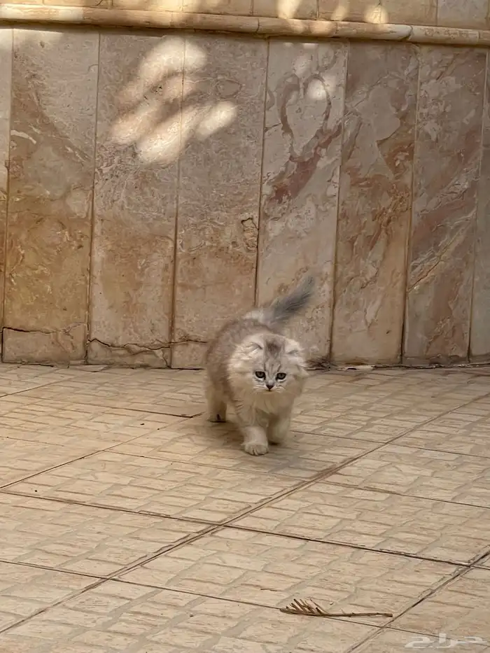 سكوتش فولد لتبني 2