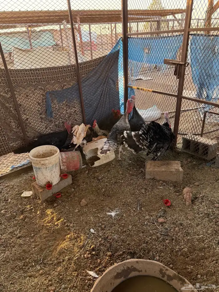 ديكه روميه عدد 4 0