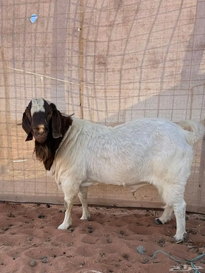 فحل بورقوت بيور 0