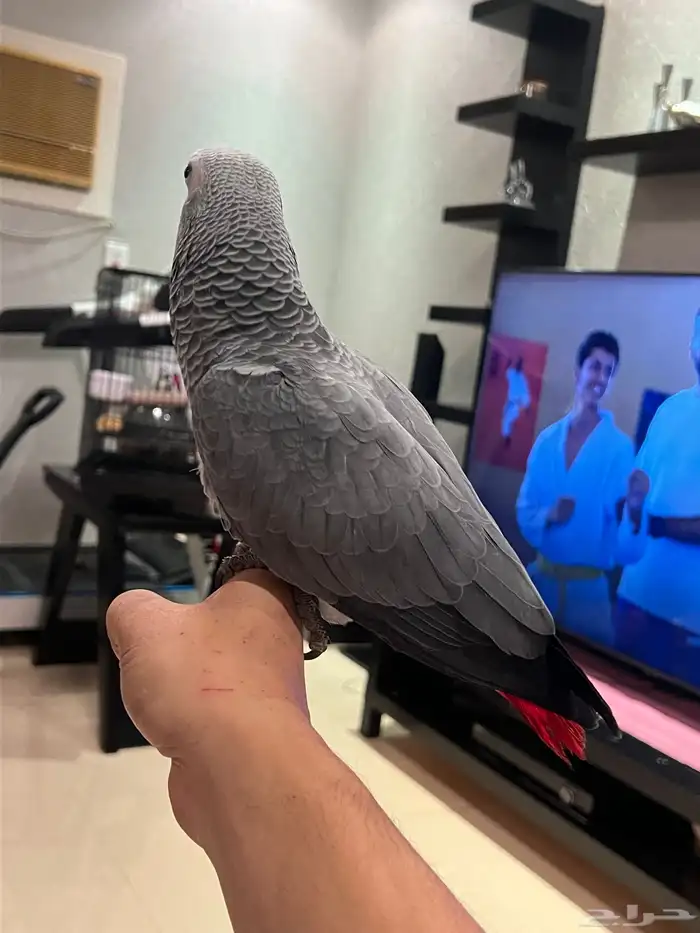 فرخين كاسكو 8