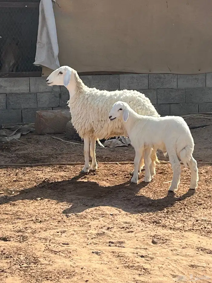 للبيع حريه 2