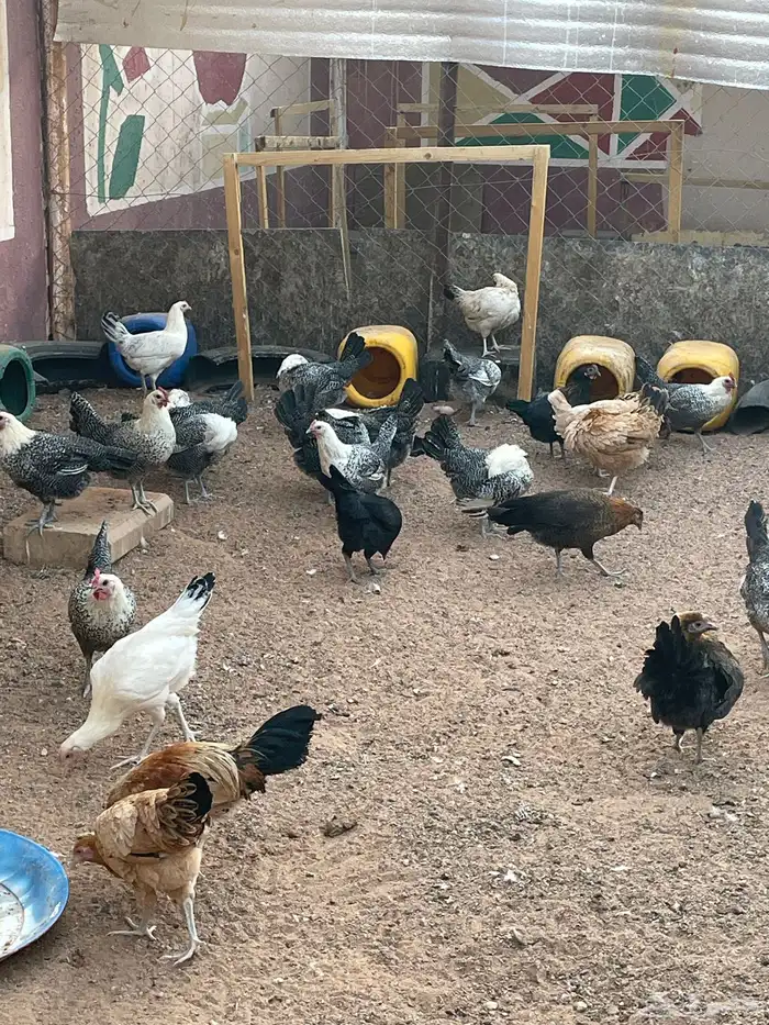 دواجن 1