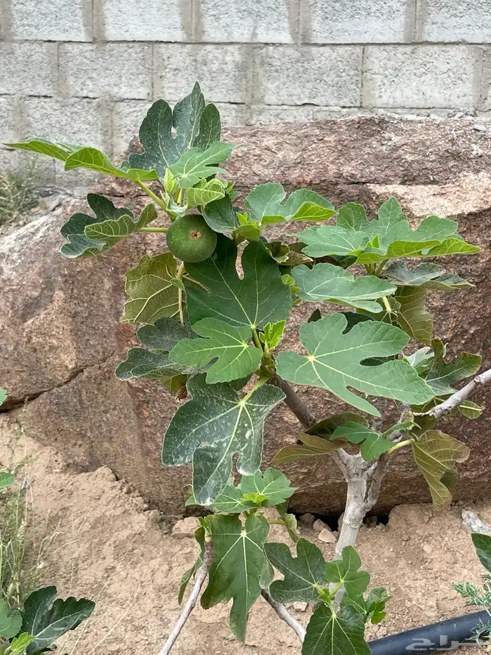 استراحة بضيافة خاصه ومزرعة في الحمرة ظهران الجنوب 26