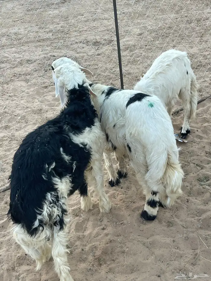 نجدي كفو ظهر وطرف 2