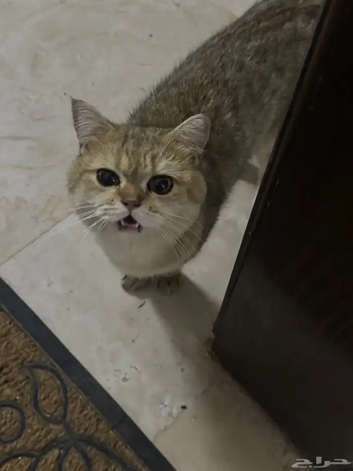 بسه بريتش شورت هير للتبنيي 1